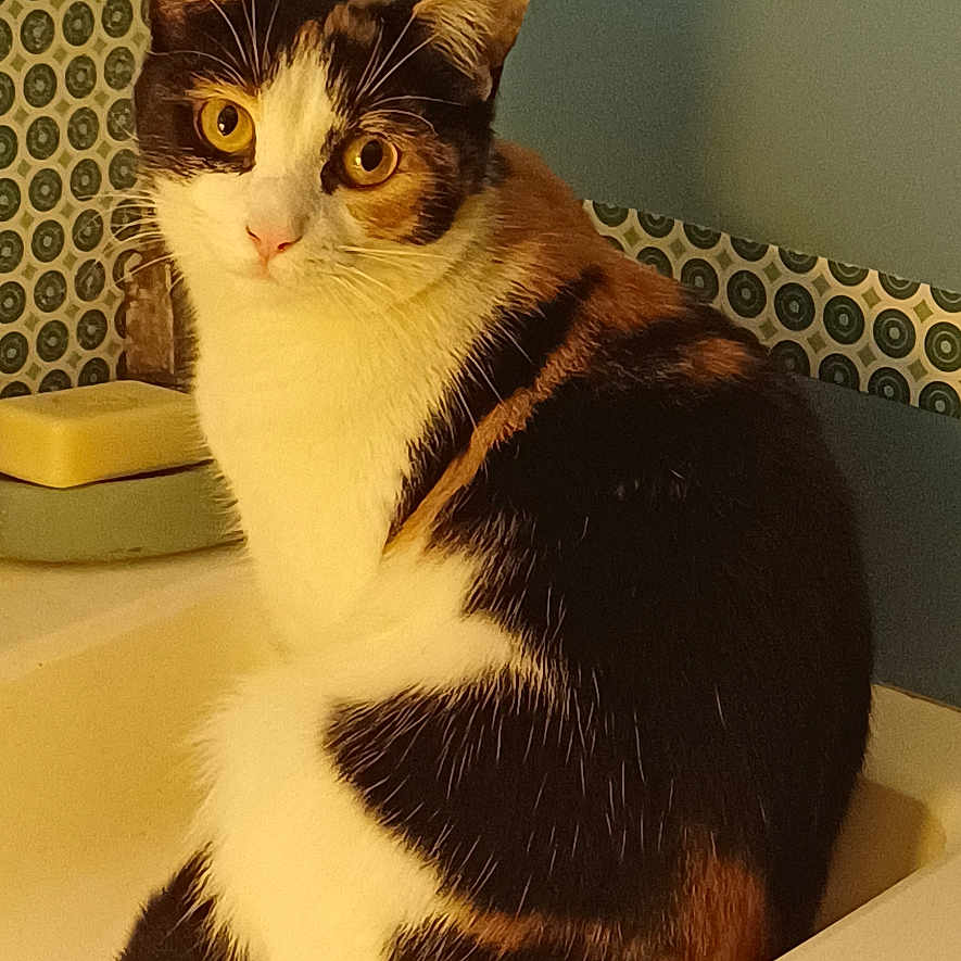 Nala participe au concours pour gagner de l'argent avec cette photo : animal, bathroom, calico_cat, cat, close_up, curious, cute, domestic, feline, fur, indoor, patterned_wallpaper, pet, shadow, sink, sitting, soap, wall, whiskers, yellow_eyes