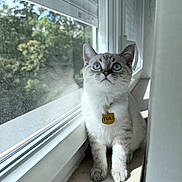 Yuki joined the competition — help win amazing prizes! cat, kitten, blue_eyes, fluffy, white_fur, gray_markings, portrait, indoors, window, windowsill, sunlight, sunbeam, curious, sitting, pet, collar, name_tag, yuki, outdoor_view, home