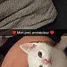 Flocon a rejoint le concours — aidez-le/la à gagner de superbes lots ! kitten, cat, white_cat, fluffy, pet, animal, cute, adorable, blue_eyes, pink_nose, pointed_ears, upside_down, lap, person, blanket, couch, indoor, portrait, text_overlay, snapchat