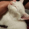 cat, white_cat, fluffy, fur, sleeping, relaxed, eyes_closed, pink_nose, whiskers, ears, pet, animal, close_up, portrait, indoor, hand, petting, cuddling, cozy, soft