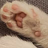 cat, paw, toe_beans, pink_pads, fur, fluffy, close_up, macro, pet, animal, feline, whiskers, white_fur, pink, carpet, cozy, sleeping, cute, texture, indoor
