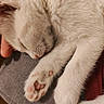 kitten, cat, sleeping, white_fur, fluffy, paw, whiskers, pink_nose, pink_paw_pads, curled_up, pet, animal, human_hand, cuddling, cozy, indoors, close_up, soft_lighting, gray_fabric, relaxed