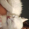 kitten, cat, white_fur, fluffy, pet, animal, face, person, cuddling, playful, upside_down, paws, pink_nose, whiskers, closeup, indoor, portrait, soft, cute, funny
