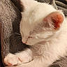 cat, white_cat, sleeping, sleepy, curled_up, resting, paw, whiskers, ears, fur, close_up, pet, indoor, blanket, plush, cozy, relaxed, animal, portrait, warm_lighting