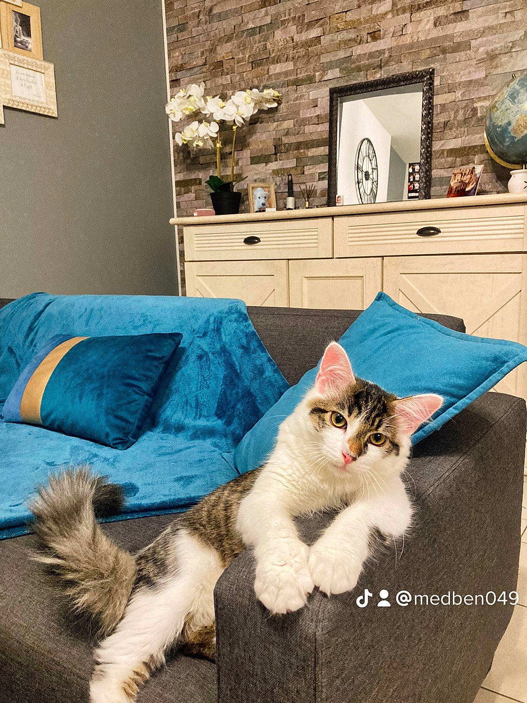 Albus participe au concours pour gagner de l'argent avec cette photo : blue, carnivore, cat, comfort, couch, domestic_short_haired_cat, felidae, flooring, fur, grey, hardwood, house, linens, picture_frame, small_to_medium_sized_cats, tail, textile, whiskers, window, wood