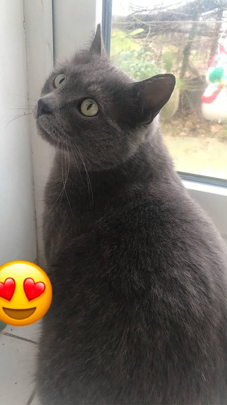 Link participe au concours pour gagner de l'argent avec cette photo : asian, black_cat, bombay, british_shorthair, carnivore, cat, chartreux, domestic_short_haired_cat, felidae, korat, mammal, nebelung, russian_blue, small_to_medium_sized_cats, snout, vertebrate, whiskers