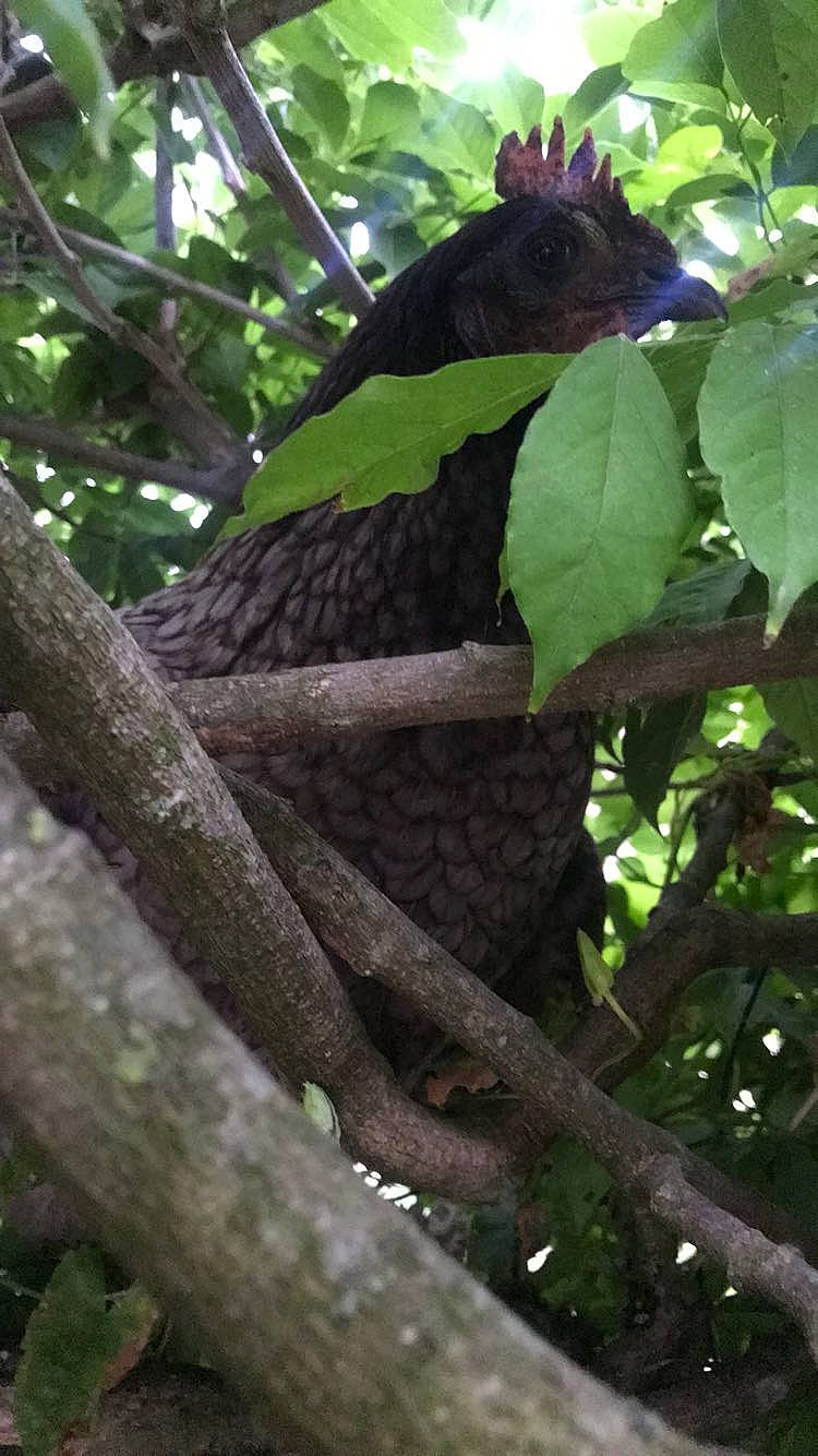 Paquerette participe au concours pour gagner de l'argent avec cette photo : adaptation, botany, jungle, leaf, organism, plant, rainforest, tree, trunk