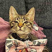 Calcifer is registered to the contest to win money with this photo: animal, bow_tie, cat, close_up, collar, couch, cute, domestic, ears, fabric, feline, fur, indoor, pattern, pet, portrait, relaxed, sitting, tabby, whiskers