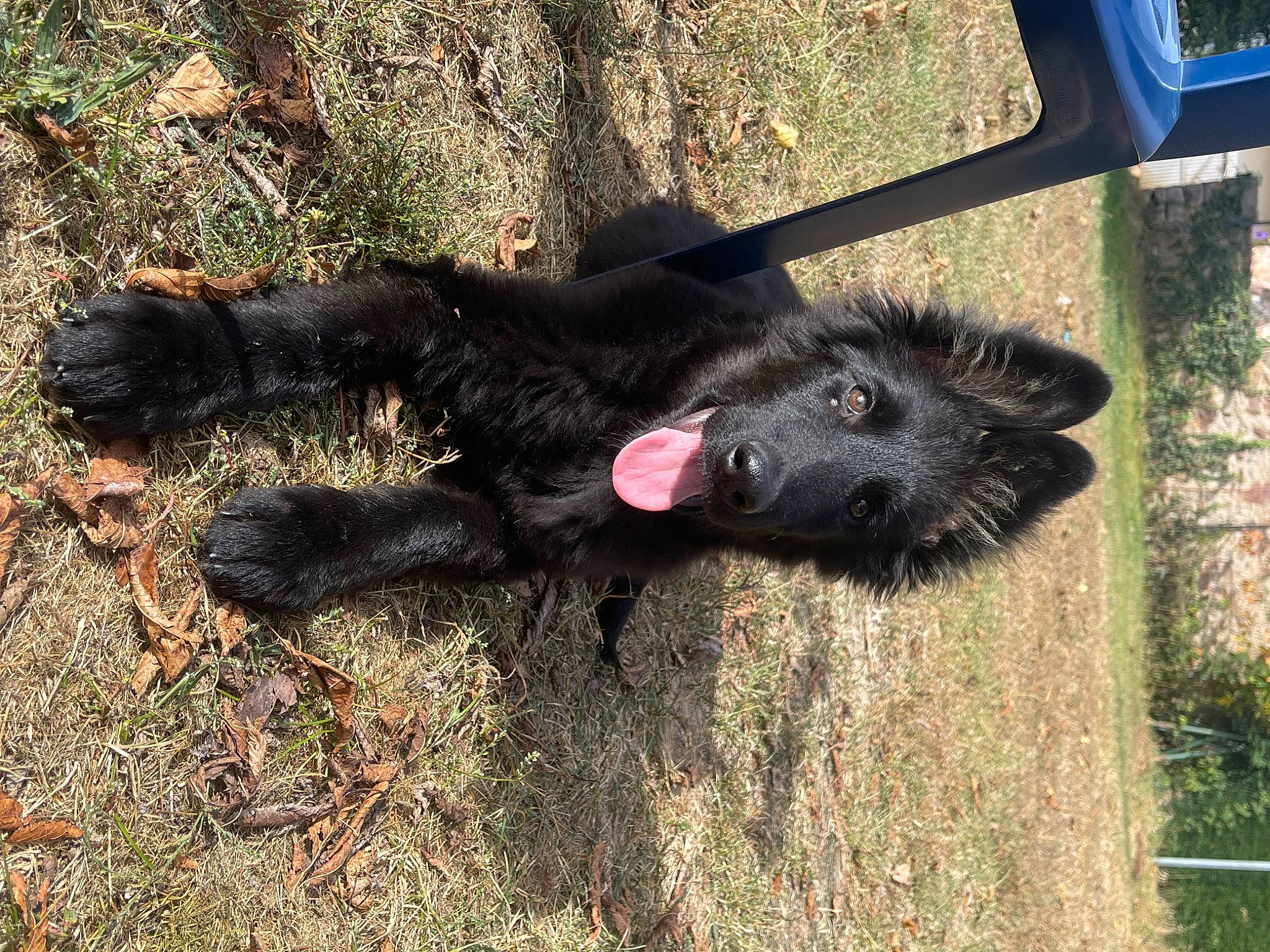 Adès a rejoint le concours — aidez-le/la à gagner de superbes lots ! borador, carnivore, companion_dog, dog, dog_breed, fur, grass, livestock, plant, shadow, soil, sporting_group, terrestrial_animal, water_dog, working_animal