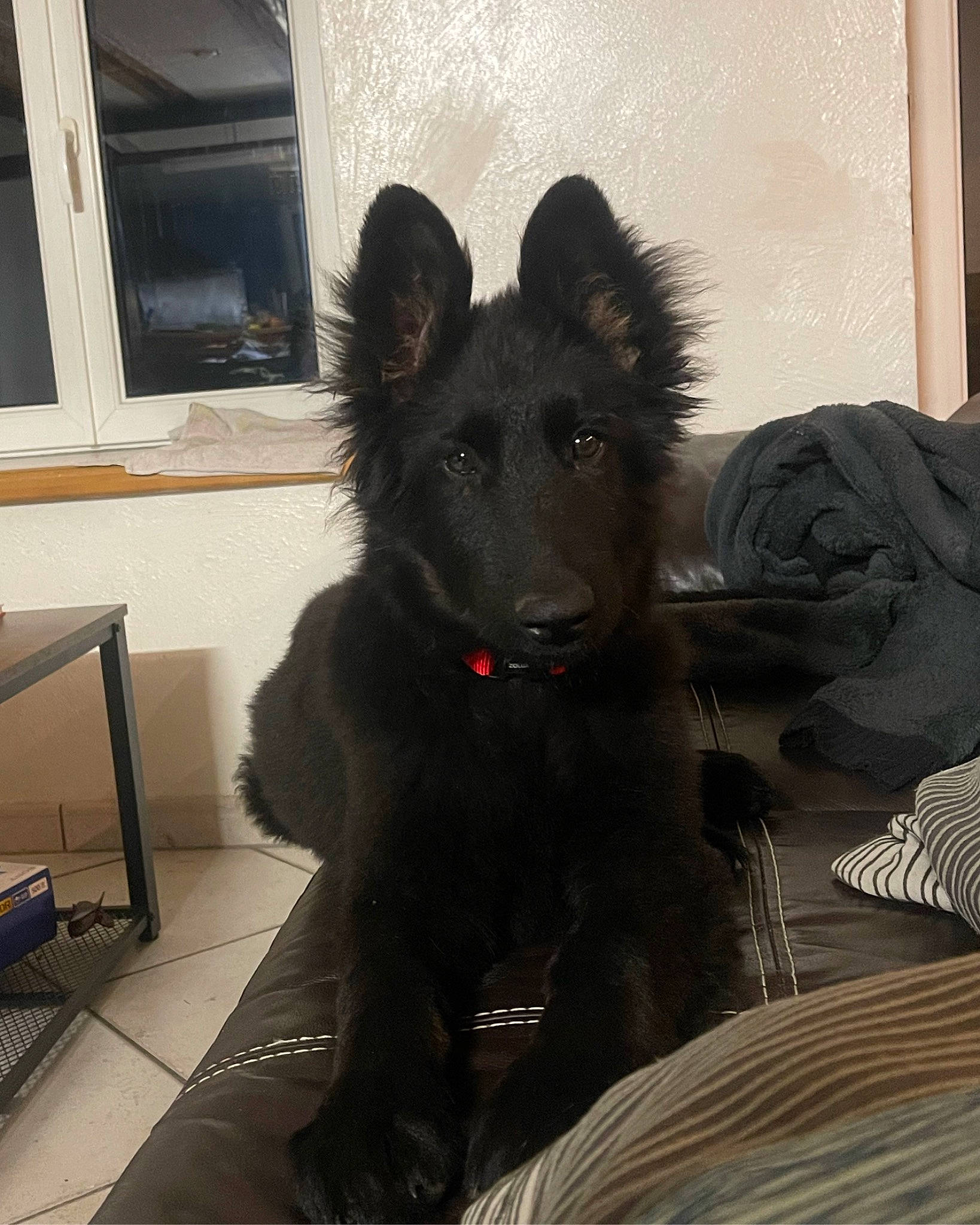 Adès a rejoint le concours — aidez-le/la à gagner de superbes lots ! canidae, carnivore, comfort, companion_dog, dog, dog_breed, fur, giant_dog_breed, non_sporting_group, snout, sporting_group, tail, window, working_animal, working_dog