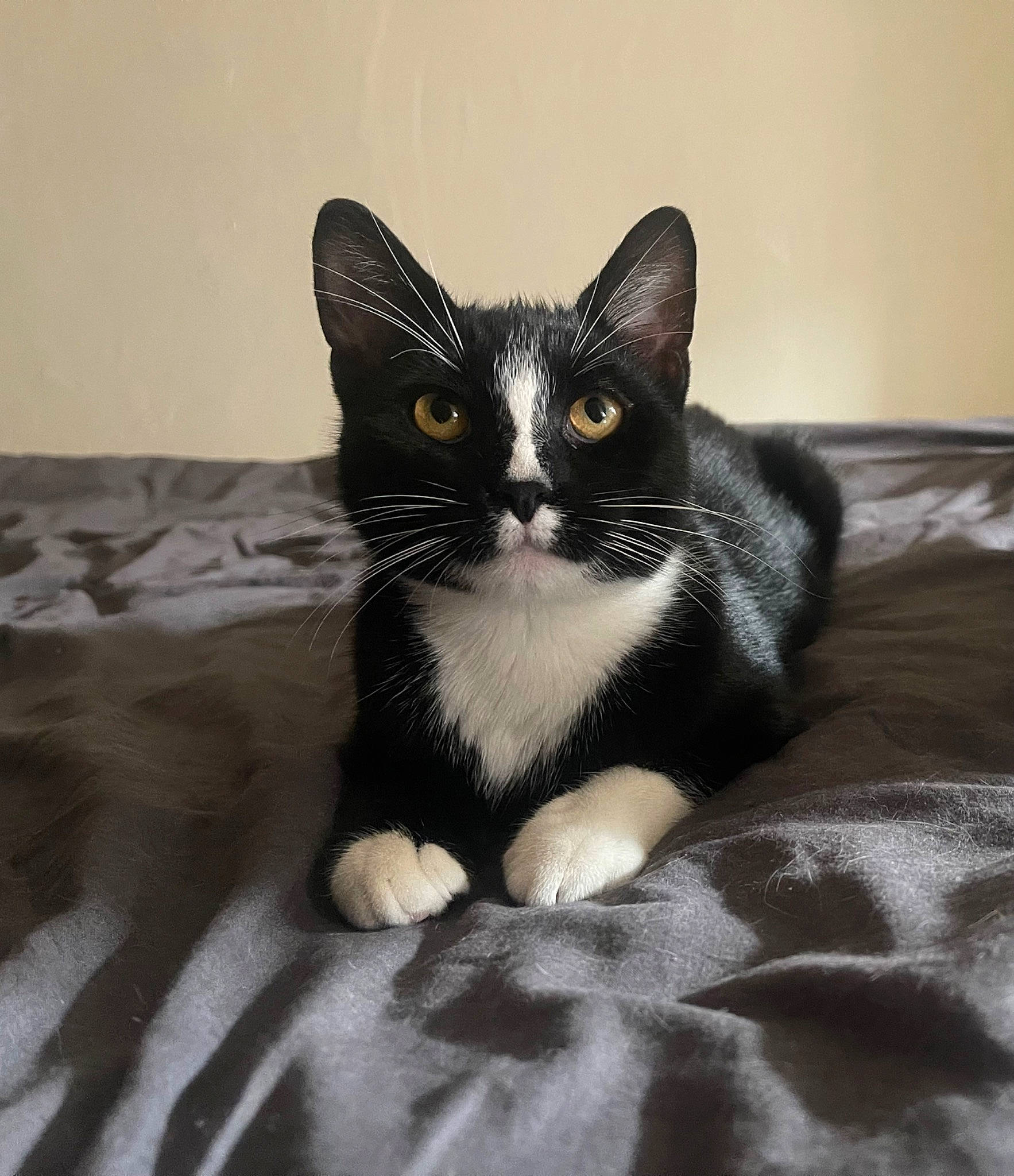 Raven a rejoint le concours — aidez-le/la à gagner de superbes lots ! black_cat, carnivore, cat, claw, comfort, domestic_short_haired_cat, felidae, fur, grey, linens, monochrome_photography, paw, sitting, small_to_medium_sized_cats, snout, tail, terrestrial_animal, whiskers