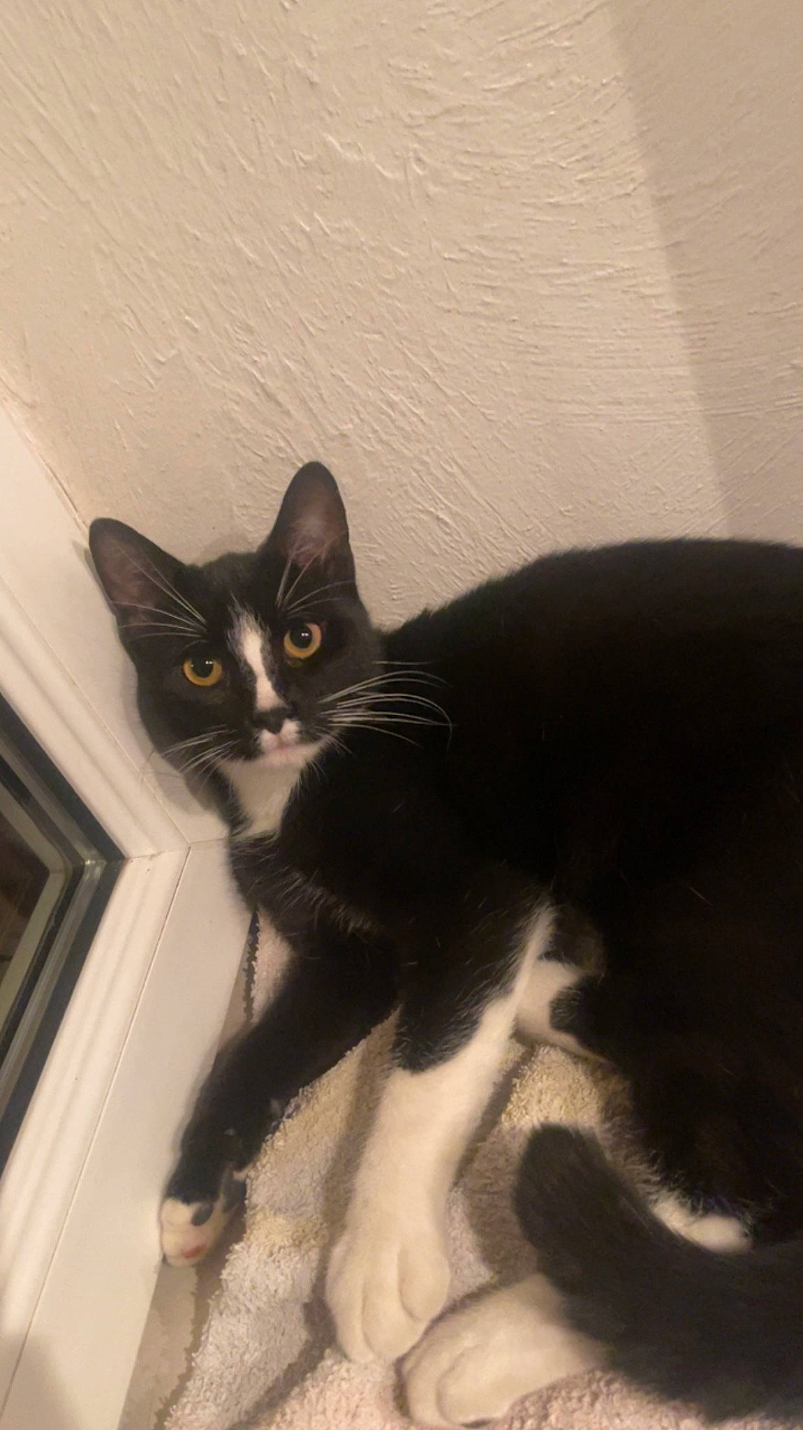 Raven a rejoint le concours — aidez-le/la à gagner de superbes lots ! black_cat, carnivore, cat, comfort, domestic_short_haired_cat, felidae, fur, monochrome_photography, paw, shadow, small_to_medium_sized_cats, snout, tail, whiskers, window