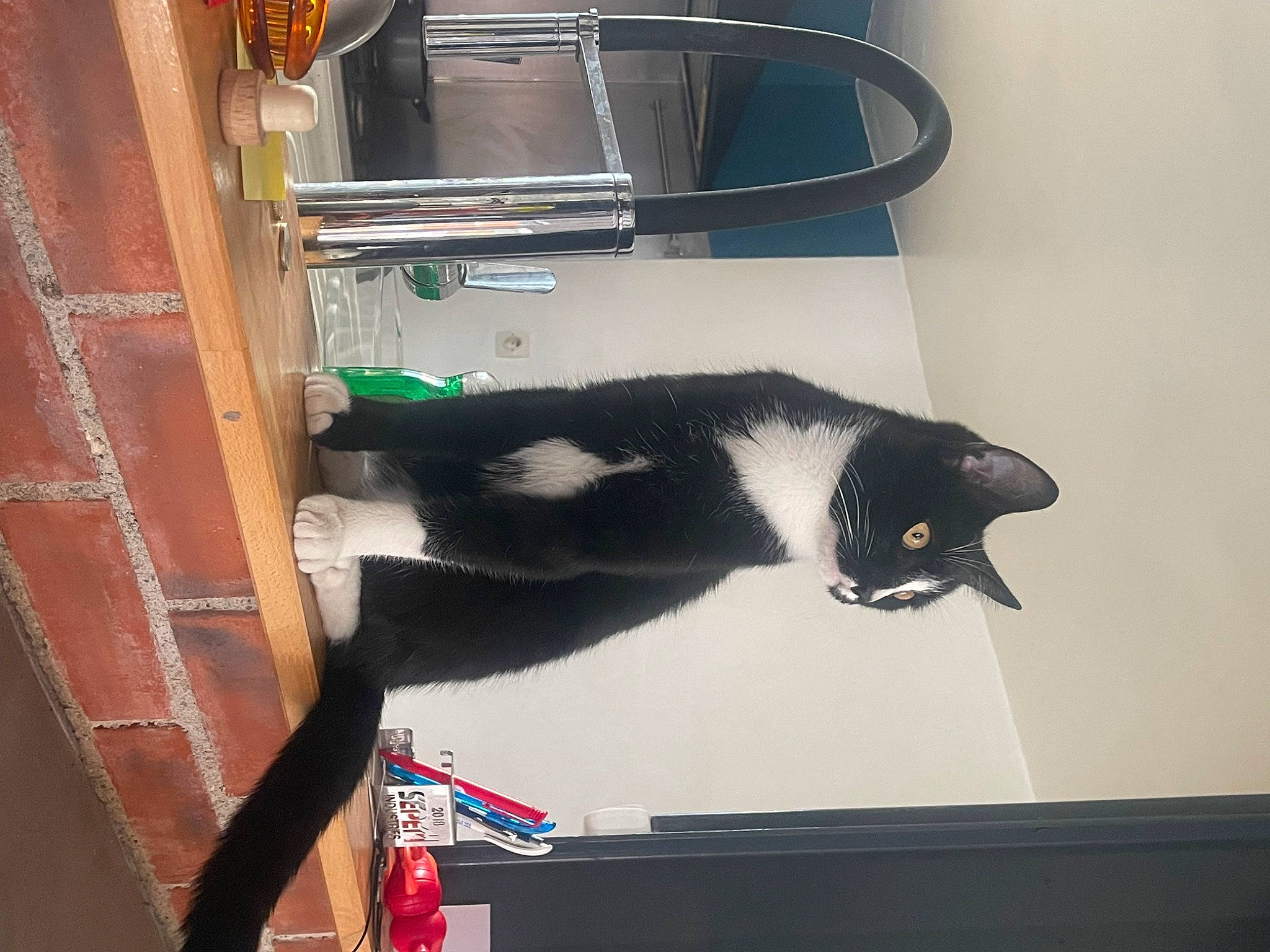 Raven a rejoint le concours — aidez-le/la à gagner de superbes lots ! black_cat, carmine, carnivore, cat, cat_supply, domestic_short_haired_cat, felidae, fur, hardwood, pet_supply, room, small_to_medium_sized_cats, stairs, table, tail, whiskers, window, wood