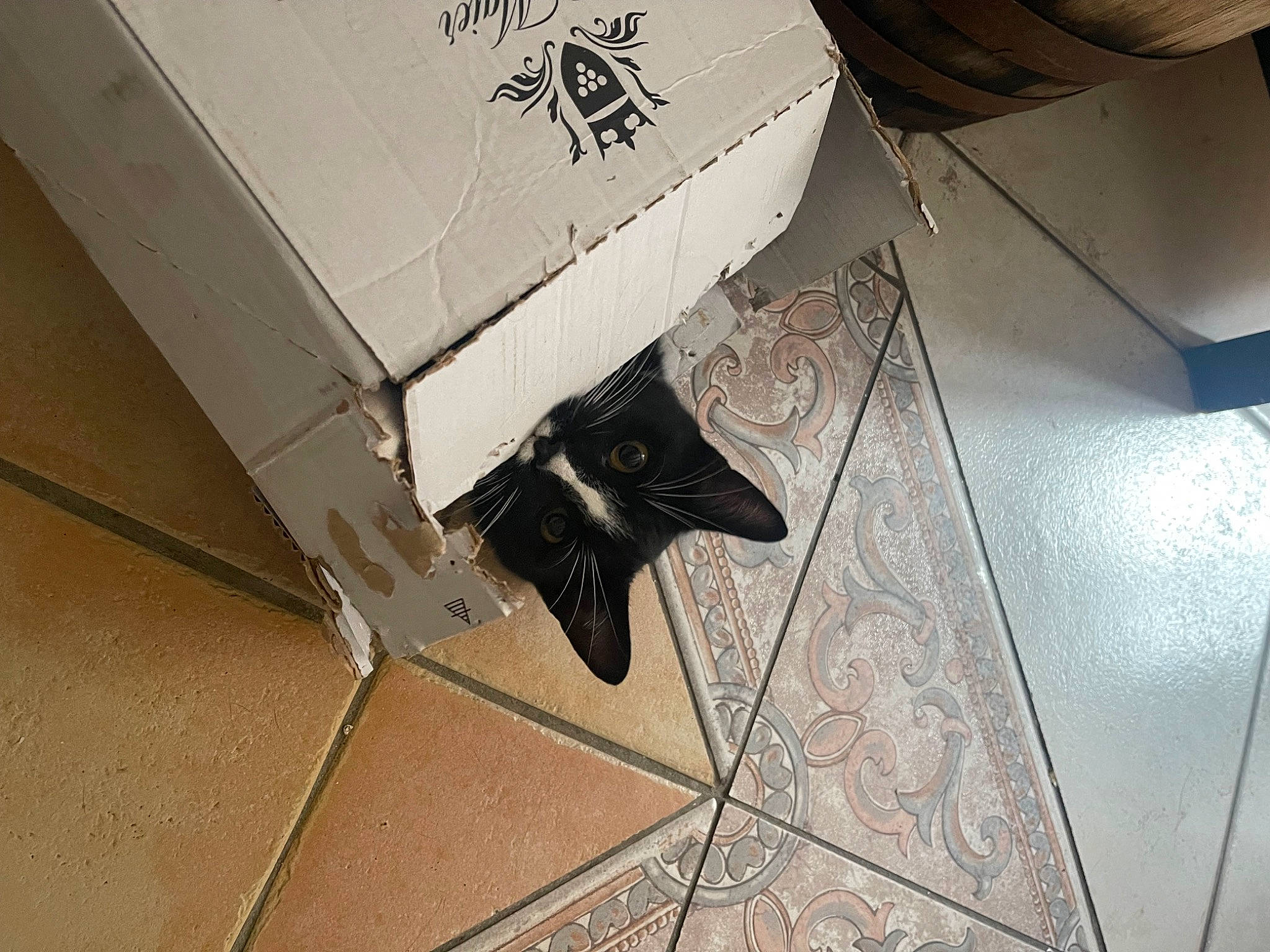 Raven a rejoint le concours — aidez-le/la à gagner de superbes lots ! auto_part, box, cardboard, carnivore, carton, cat, domestic_short_haired_cat, felidae, floor, flooring, hardwood, home_appliance, material_property, metal, pet_supply, plywood, room, small_to_medium_sized_cats, whiskers, wood
