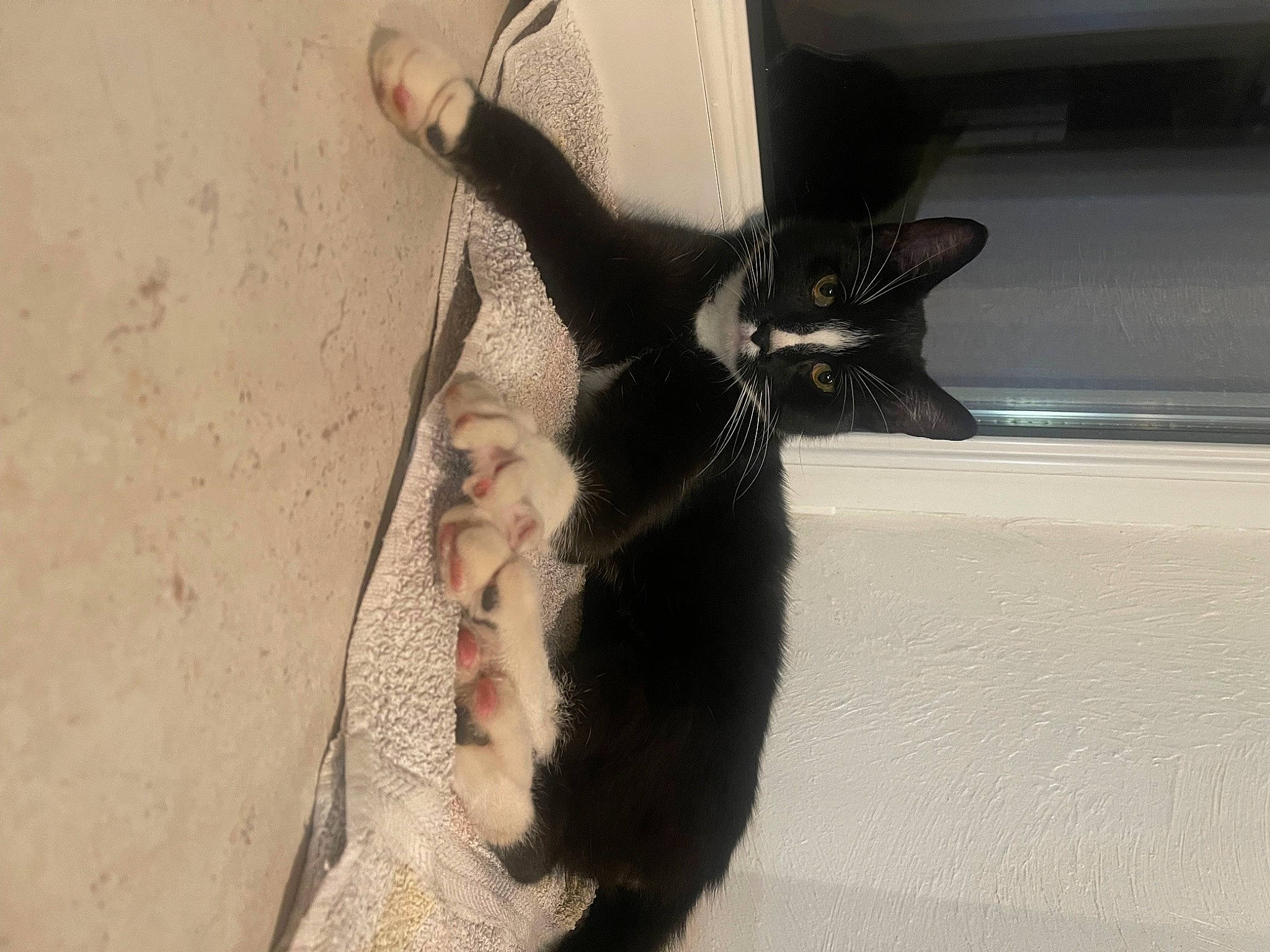 Raven a rejoint le concours — aidez-le/la à gagner de superbes lots ! black_cat, carnivore, cat, claw, dog_breed, domestic_short_haired_cat, ear, felidae, fur, gesture, paw, shadow, small_to_medium_sized_cats, snout, tail, terrestrial_animal, whiskers