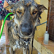 Zaïko a rejoint le concours — aidez-le/la à gagner de superbes lots ! dog, wet, bath, hose, person, outdoor, fur, close_up, animal, expression, brown_eyes, collar, tile_floor, yellow_wall, water, summer, pet_care, canine, standing, drip