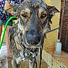 dog, wet, bath, hose, person, outdoor, fur, close_up, animal, expression, brown_eyes, collar, tile_floor, yellow_wall, water, summer, pet_care, canine, standing, drip