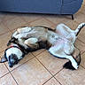 dog, floor, tile, collar, indoor, sofa, furniture, relaxed, pet, lying_down, paw, flip_flop, brown, white, black, canine, resting, home, animal, domestic