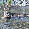 Zaïko a rejoint le concours — aidez-le/la à gagner de superbes lots ! dog, water, river, rocks, outdoor, nature, animal, canine, happy, wet_fur, stream, smiling, sunlight, riverbank, grass, shallow_water, recreation, pet, mammal, daytime