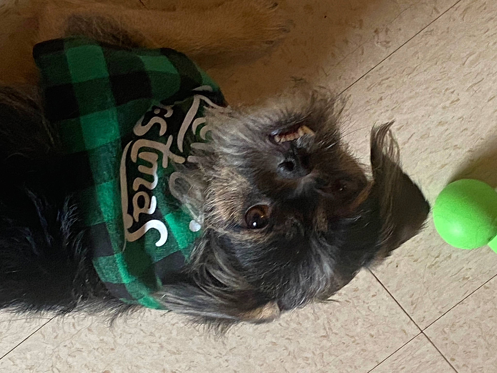 Coco Ortiz joined the competition — help win amazing prizes! balloon, carnivore, companion_dog, dog, dog_breed, dog_supply, fashion_accessory, felidae, flooring, fur, grey, liver, small_terrier, small_to_medium_sized_cats, snout, sporting_group, tail, tartan, toy_dog, whiskers