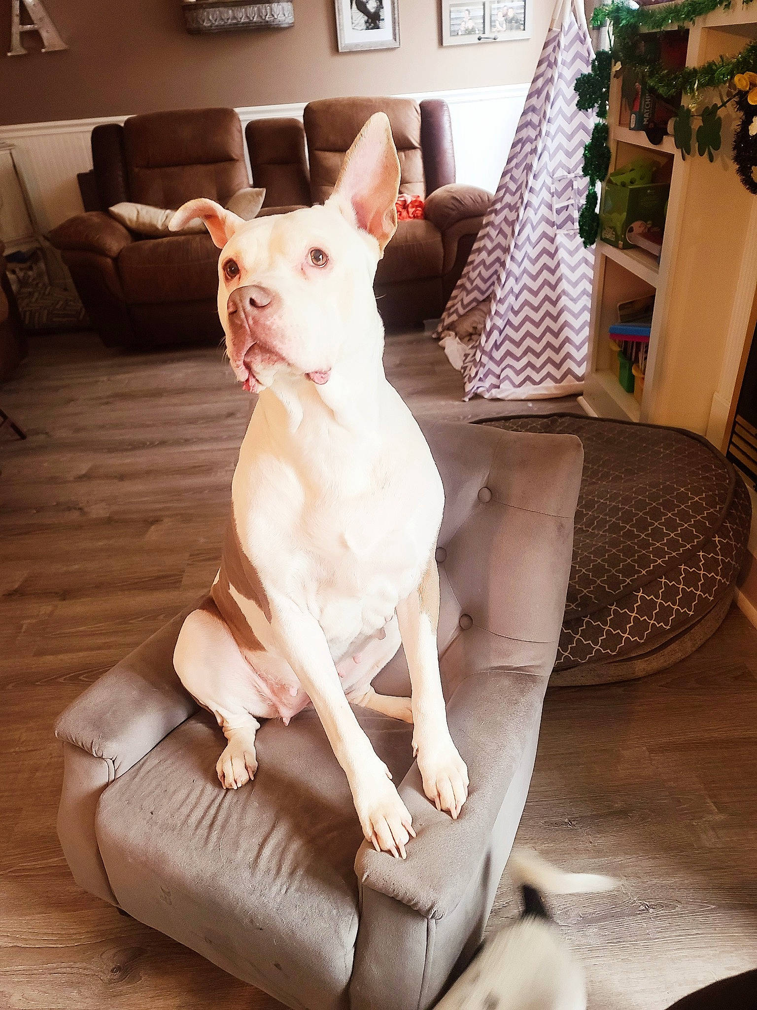 Recara is registered to the contest to win money with this photo: canidae, carnivore, comfort, companion_dog, dog, dog_breed, ear, fawn, felidae, flooring, pet_supply, picture_frame, snout, sporting_group, tail, terrestrial_animal, whiskers, white, wood, working_animal