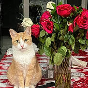 Bella is registered to the contest to win money with this photo: cat, orange_cat, white_cat, roses, red_roses, white_roses, flowers, vase, table, tablecloth, heart_pattern, indoor, pet, feline, plants, green_leaves, still_life, cute, domestic_cat, sitting