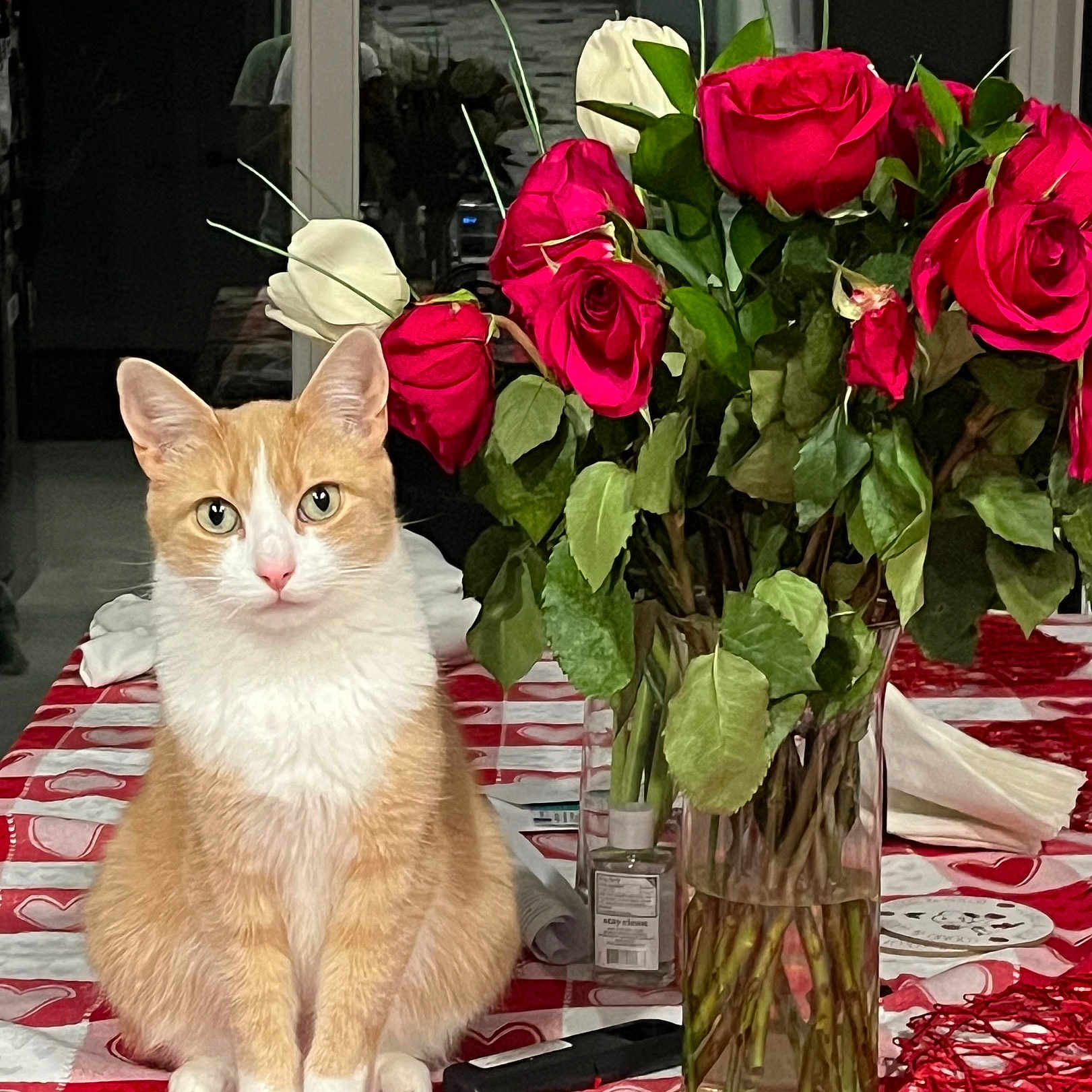 Bella is registered to the contest to win money with this photo: cat, cute, domestic_cat, feline, flowers, green_leaves, heart_pattern, indoor, orange_cat, pet, plants, red_roses, roses, sitting, still_life, table, tablecloth, vase, white_cat, white_roses