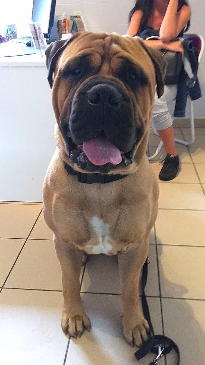 Léon participe au concours pour gagner de l'argent avec cette photo : backpack, bag, bulldog, carnivore, collar, companion_dog, dog, dog_breed, dog_collar, fawn, fur, giant_dog_breed, luggage_and_bags, molosser, plant, snout, sporting_group, working_animal, working_dog, wrinkle