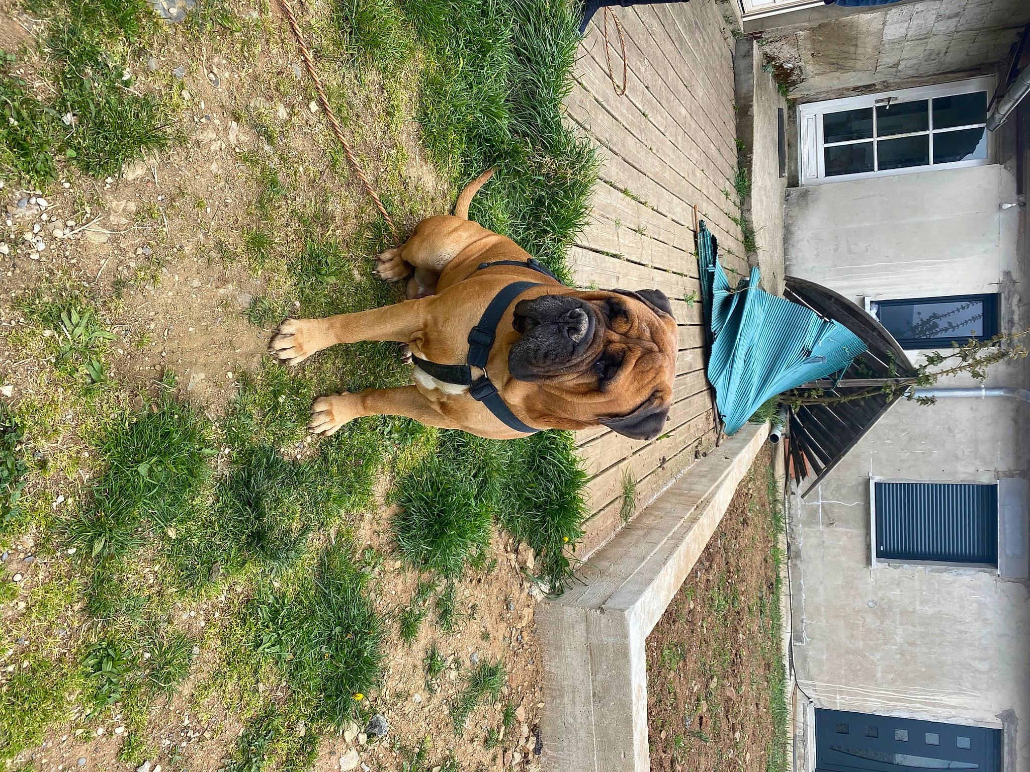 Léon participe au concours pour gagner de l'argent avec cette photo : building, canidae, carnivore, collar, companion_dog, dog, dog_breed, dog_collar, fawn, grass, guard_dog, house, pet_supply, plant, snout, sporting_group, tail, tree, window, working_animal