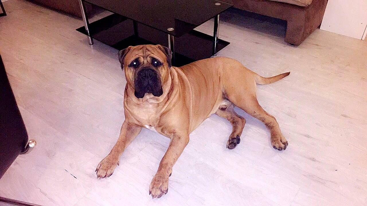 Léon a rejoint le concours — aidez-le/la à gagner de superbes lots ! biting, carnivore, companion_dog, dog, dog_breed, dog_supply, fawn, floor, flooring, hardwood, pet_supply, shar_pei, snout, snow, sporting_group, tail, wood, wood_stain, working_animal, working_dog