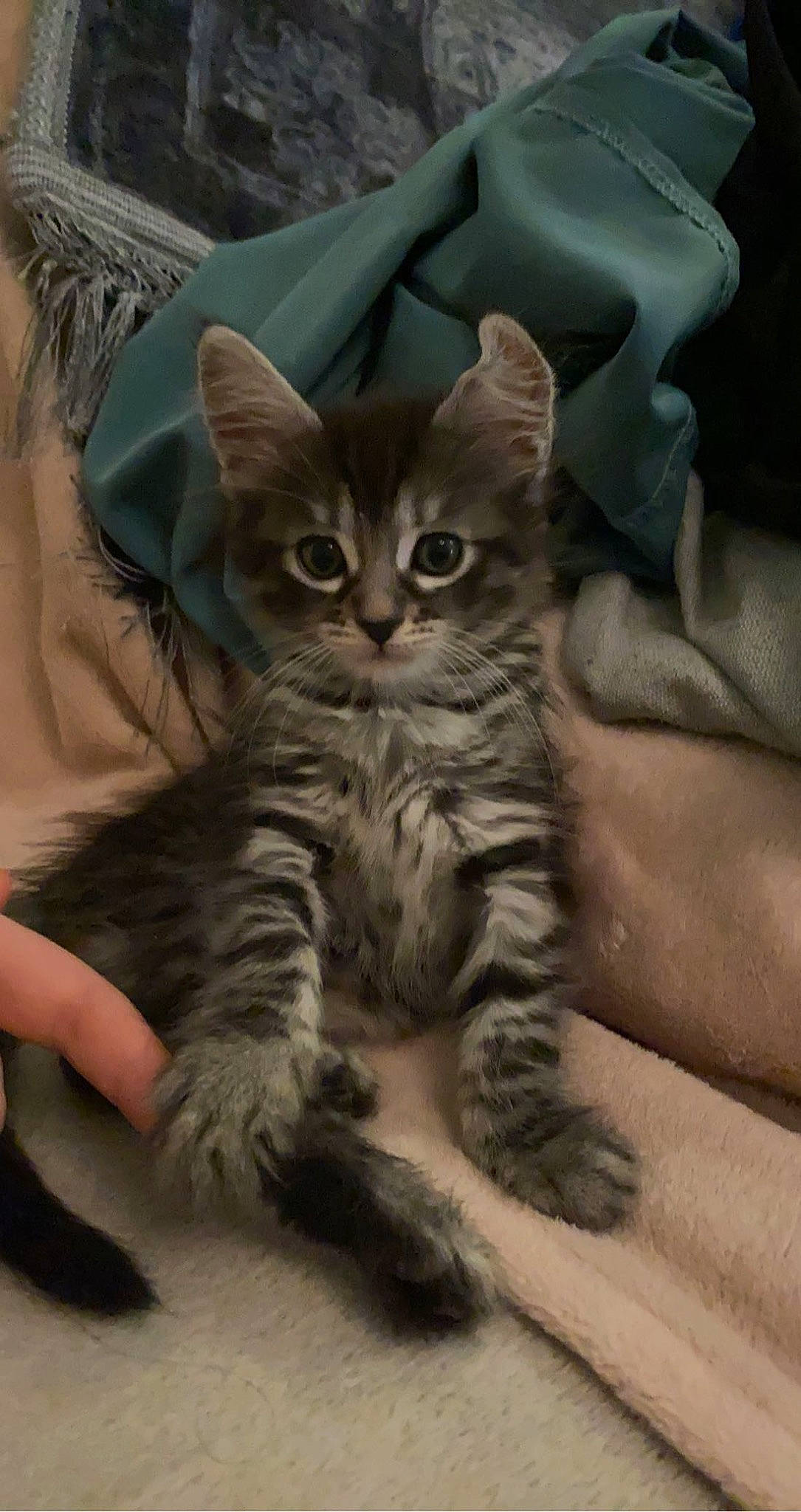 Nala a rejoint le concours — aidez-le/la à gagner de superbes lots ! carnivore, cat, claw, comfort, domestic_short_haired_cat, fawn, felidae, fur, gesture, linens, paw, sitting, small_to_medium_sized_cats, snout, tail, terrestrial_animal, whiskers