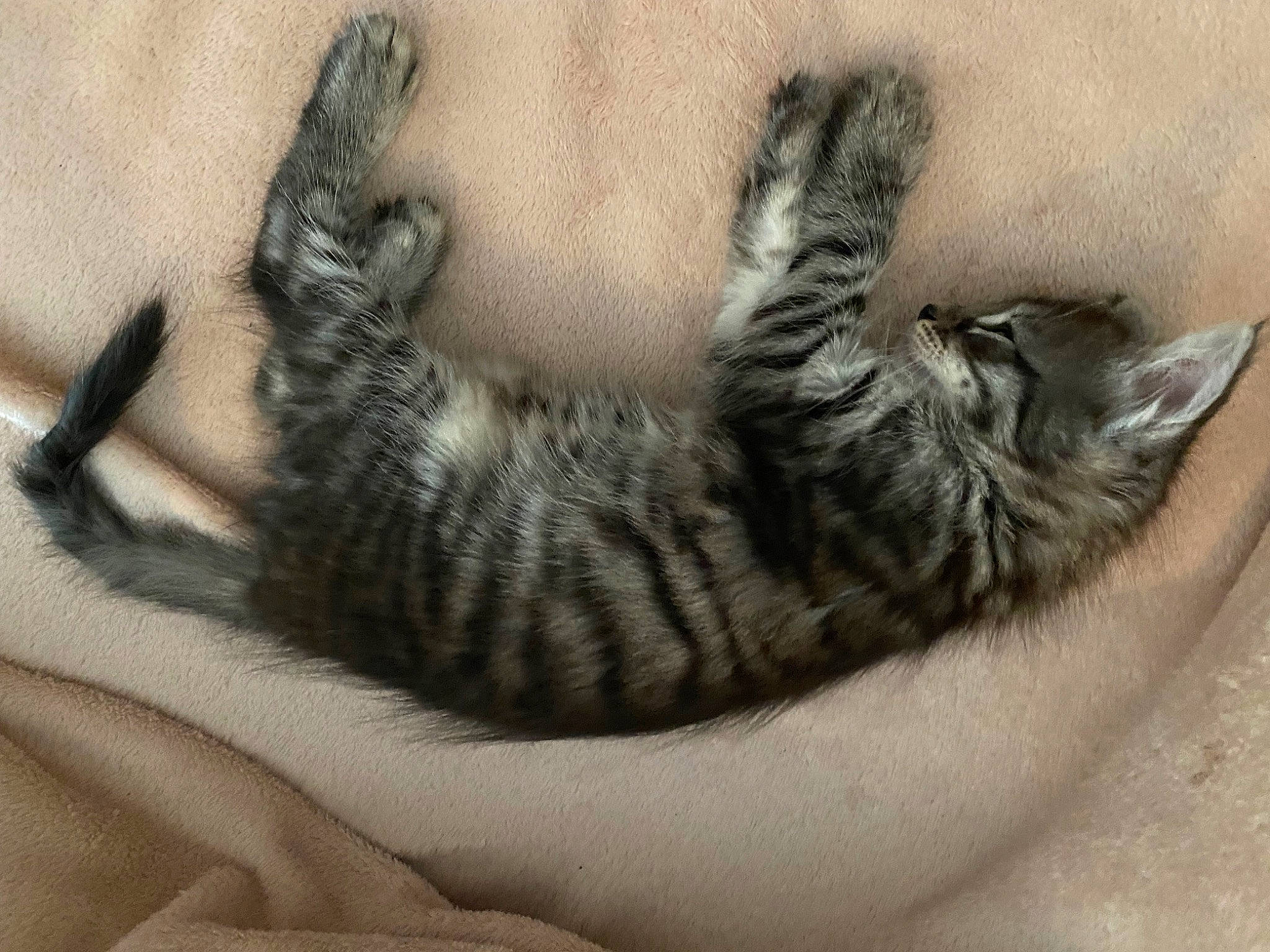 Nala a rejoint le concours — aidez-le/la à gagner de superbes lots ! carnivore, cat, cat_bed, claw, comfort, domestic_short_haired_cat, felidae, fur, grey, nap, paw, small_to_medium_sized_cats, snout, tail, terrestrial_animal, whiskers, wildlife