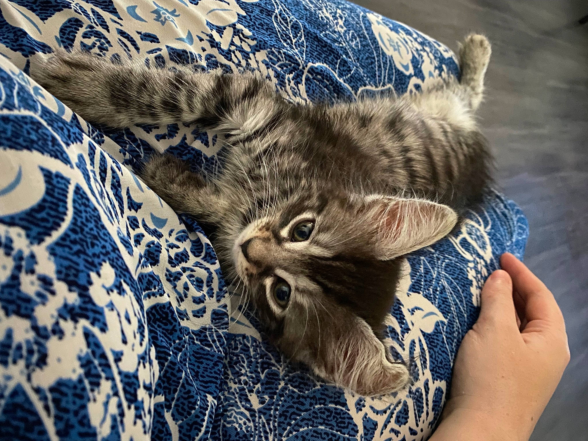 Nala participe au concours pour gagner de l'argent avec cette photo : carnivore, cat, claw, comfort, domestic_short_haired_cat, electric_blue, felidae, fur, grey, pattern, paw, small_to_medium_sized_cats, snout, tail, terrestrial_animal, whiskers