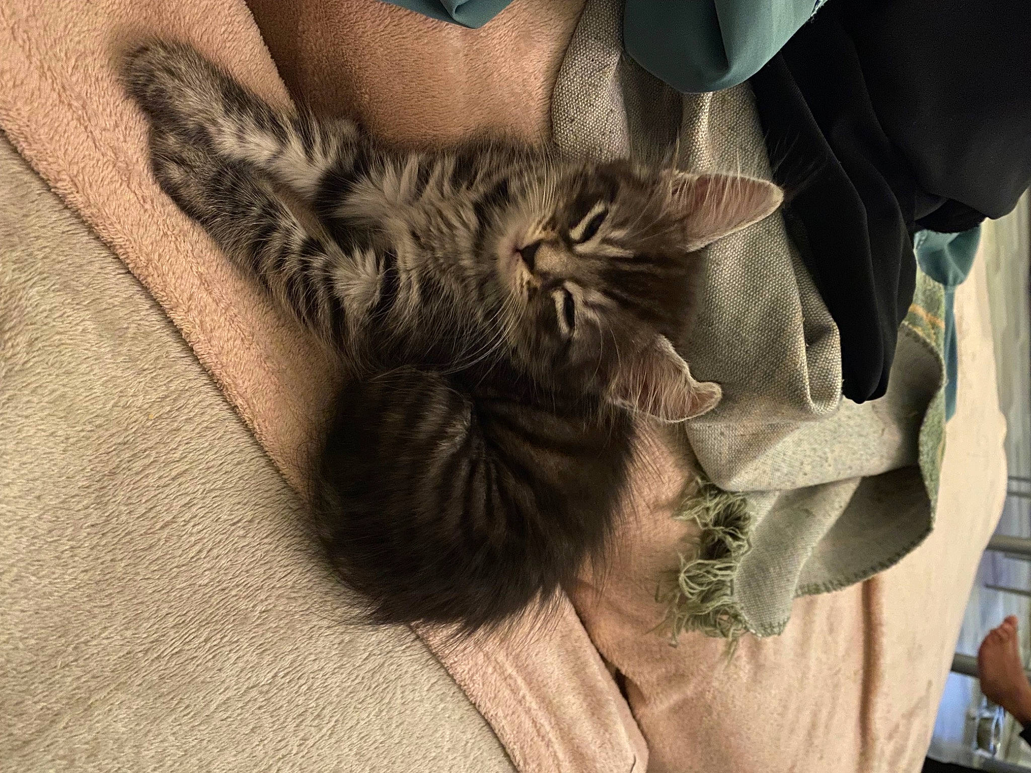 Nala participe au concours pour gagner de l'argent avec cette photo : black_cat, carnivore, cat, claw, comfort, domestic_short_haired_cat, felidae, foot, fur, gesture, grey, human_leg, nail, nap, paw, small_to_medium_sized_cats, snout, tail, thigh, whiskers