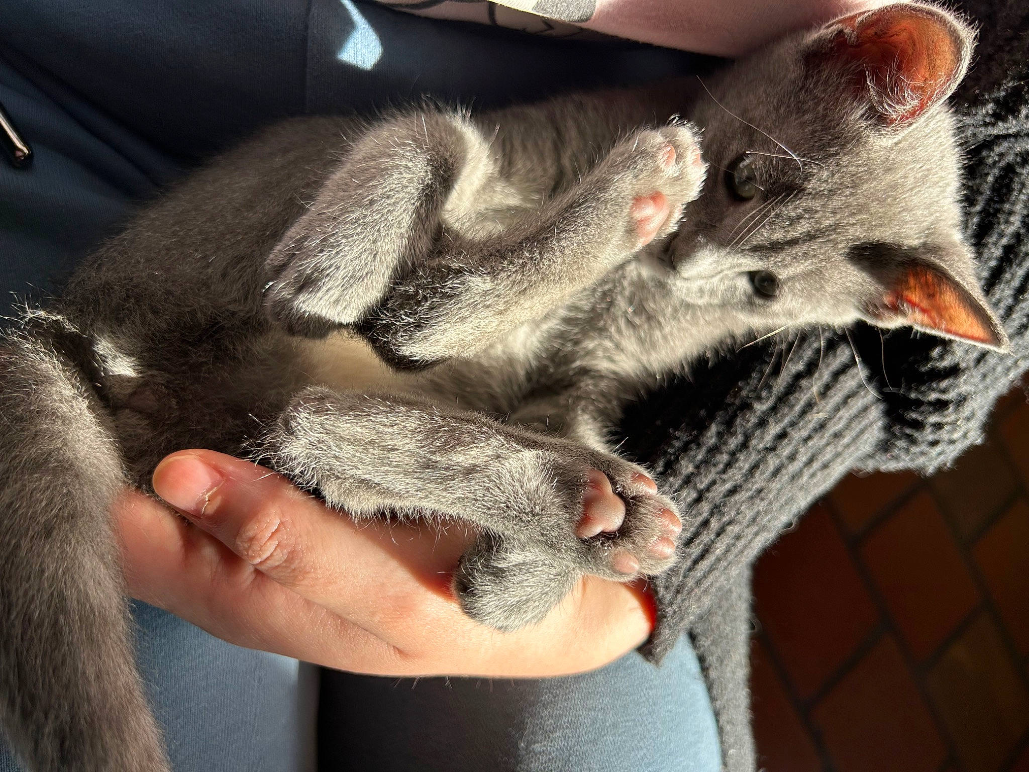 Woodie a rejoint le concours — aidez-le/la à gagner de superbes lots ! carnivore, cat, claw, domestic_short_haired_cat, ear, felidae, finger, fur, gesture, grey, marsupial, nail, paw, small_to_medium_sized_cats, snout, tail, terrestrial_animal, whiskers