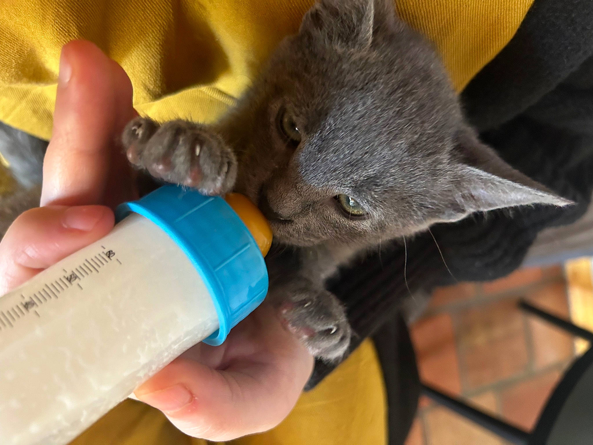 Woodie participe au concours pour gagner de l'argent avec cette photo : black_cat, carnivore, cat, claw, domestic_short_haired_cat, electric_blue, felidae, finger, fluid, fur, gesture, nail, russian_blue, safety_glove, small_to_medium_sized_cats, snout, tail, thumb, whiskers, wrist