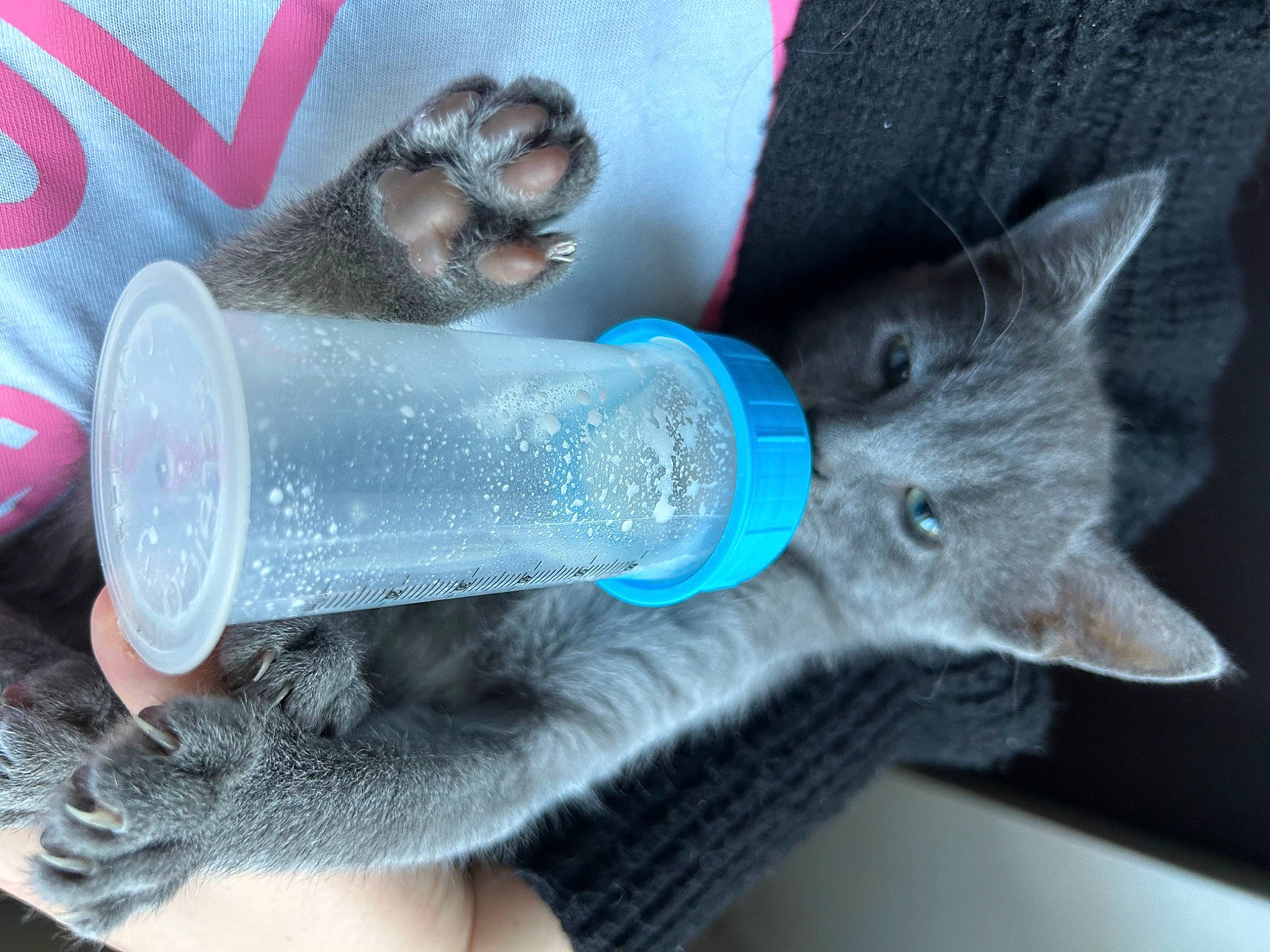 Woodie a rejoint le concours — aidez-le/la à gagner de superbes lots ! carnivore, cat, domestic_short_haired_cat, electric_blue, felidae, fur, grey, human_leg, nail, plastic_bottle, russian_blue, small_to_medium_sized_cats, snout, stuffed_toy, tail, tree, water, water_bottle, whiskers, wool