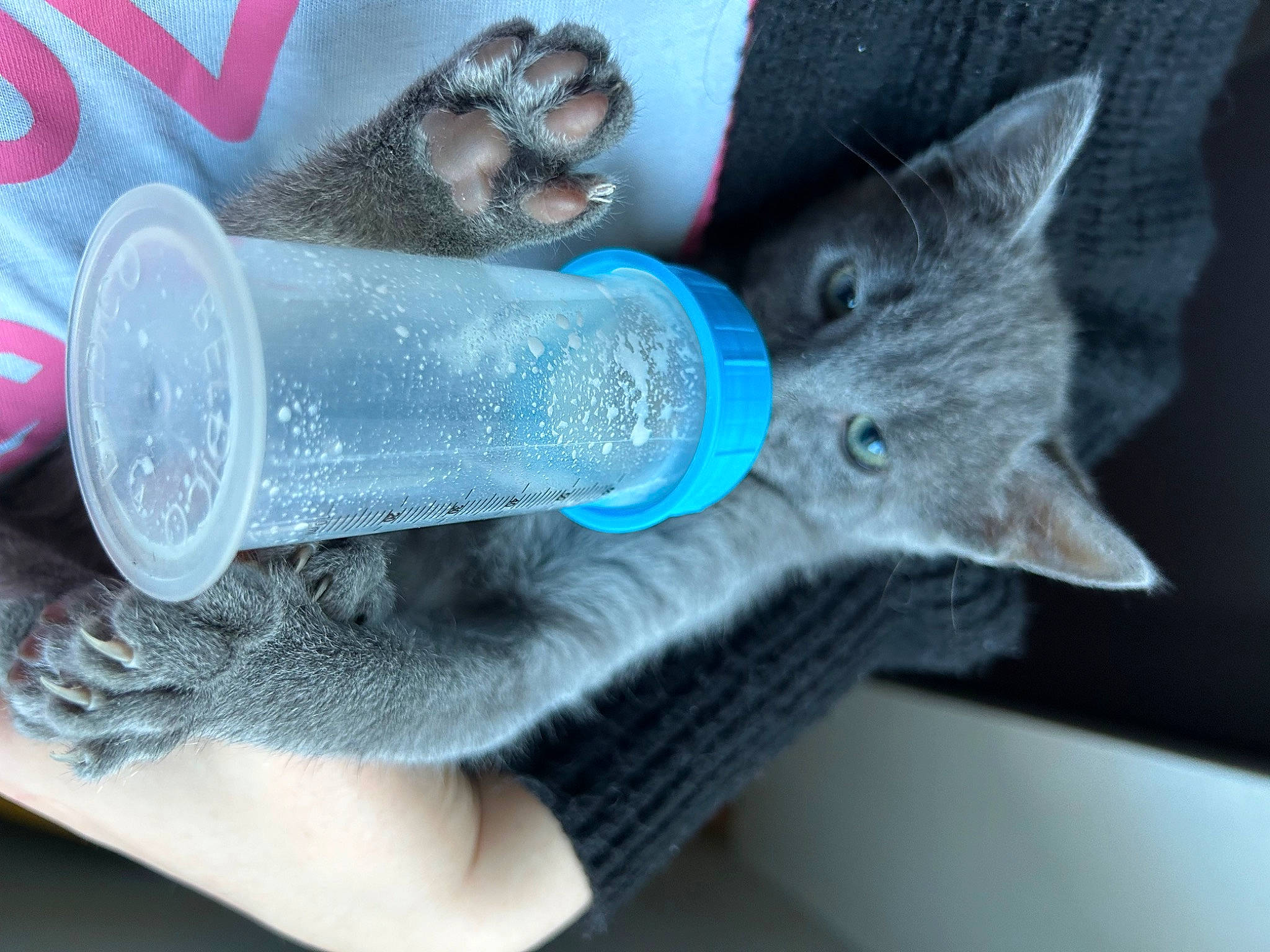 Woodie participe au concours pour gagner de l'argent avec cette photo : azure, carnivore, cat, claw, domestic_short_haired_cat, electric_blue, felidae, fur, glove, grey, human_leg, nail, paw, plastic_bottle, russian_blue, small_to_medium_sized_cats, snout, tail, water_bottle, whiskers