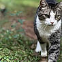 Ezra is registered to the contest to win money with this photo: cat, tabby_cat, white_fur, walking, outdoor, greenery, plants, nature, animal, pet, whiskers, focused, close_up, blurred_background, fur, mammal, eyes, ground, daylight, garden