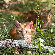 Ezra is registered to the contest to win money with this photo: cat, orange_tabby, grass, branch, leaf, outdoor, nature, animal, pet, feline, blurred_background, greenery, lying_down, close_up, wildlife, eyes, ears, mammal, resting, sunlight