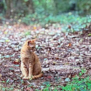 Travis is registered to the contest to win money with this photo: cat, ginger_cat, animal, nature, forest_floor, leaves, greenery, outdoor, wildlife, curious, sitting, feline, mammal, pet, quiet, soft_focus, brown, orange, daylight, plant