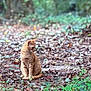 animal, brown, cat, curious, daylight, feline, forest_floor, ginger_cat, greenery, leaves, mammal, nature, orange, outdoor, pet, plant, quiet, sitting, soft_focus, wildlife