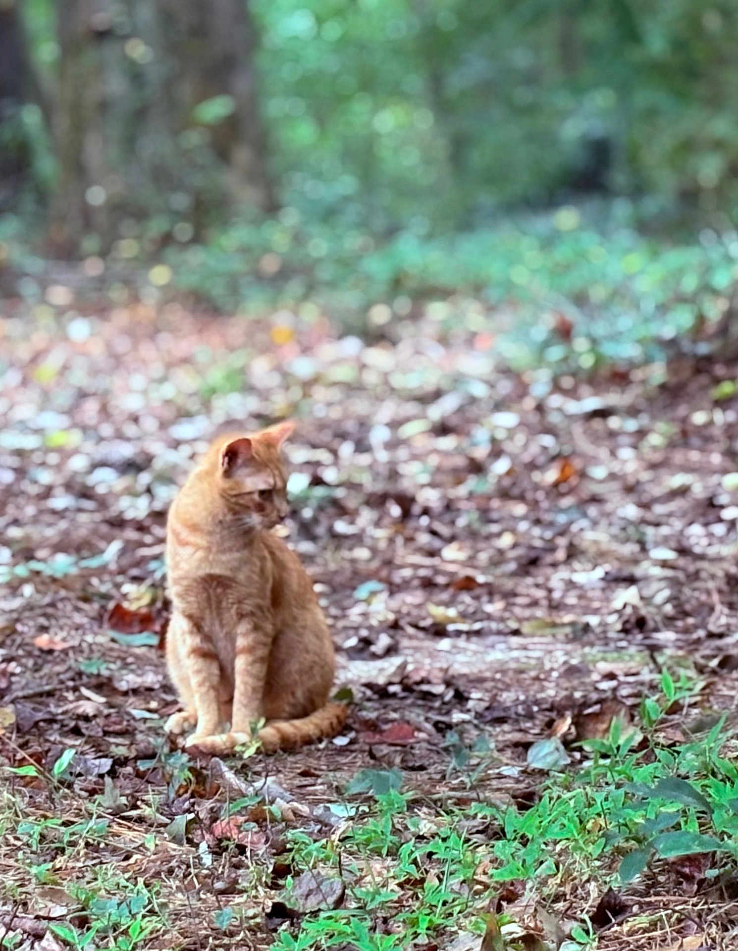 Travis is registered to the contest to win money with this photo: cat, ginger_cat, animal, nature, forest_floor, leaves, greenery, outdoor, wildlife, curious, sitting, feline, mammal, pet, quiet, soft_focus, brown, orange, daylight, plant