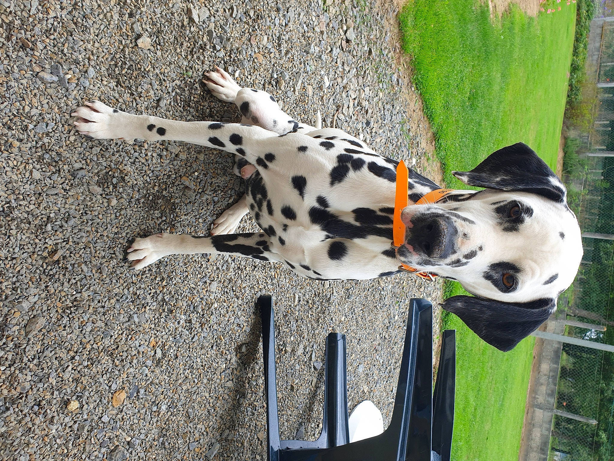 Newton a rejoint le concours — aidez-le/la à gagner de superbes lots ! canidae, carnivore, dalmatian, dog, dog_breed, fawn, non_sporting_group, snout, sporting_group