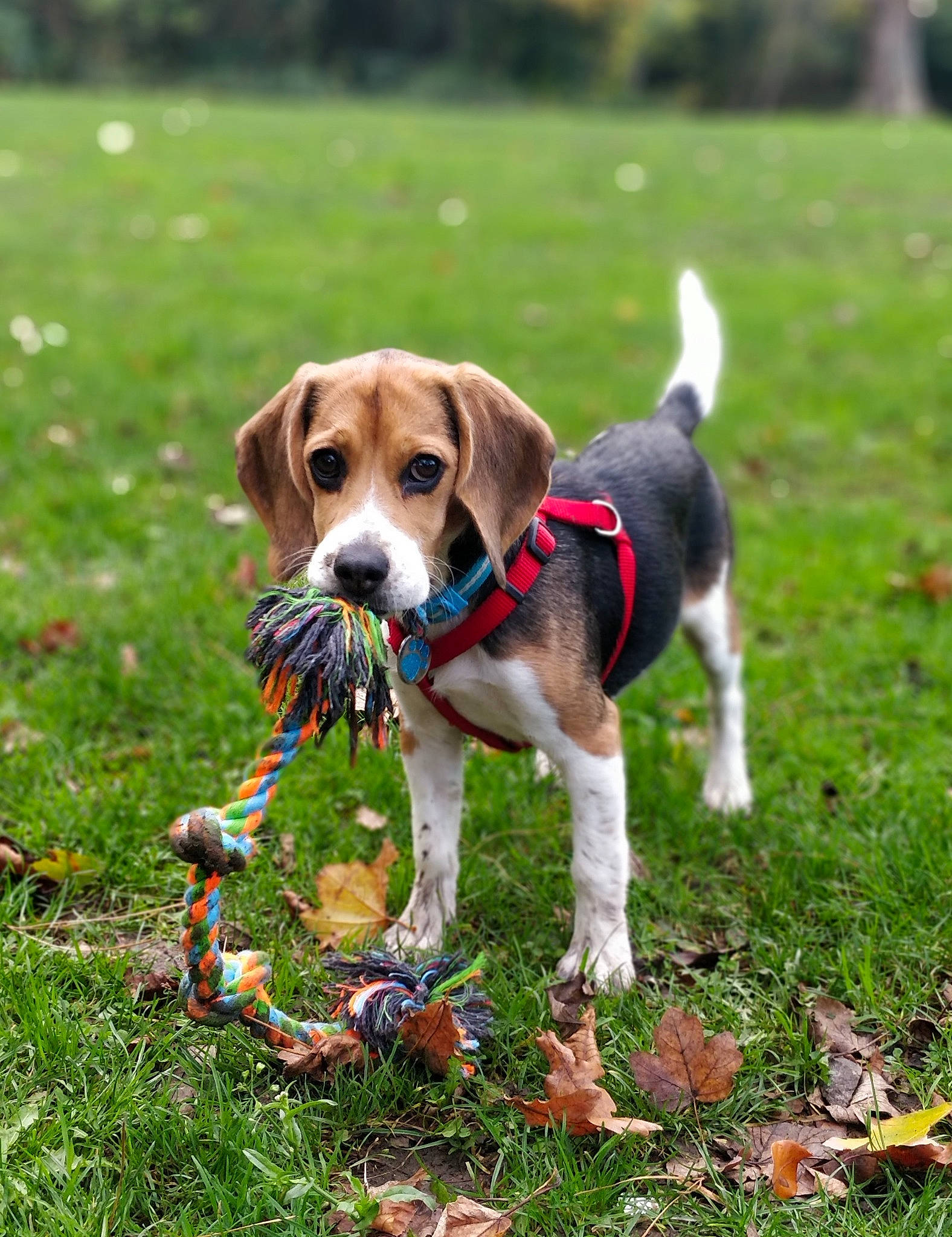 Sky joined the competition — help win amazing prizes! american_foxhound, beagle, beagle_harrier, canidae, carnivore, companion_dog, dog, dog_breed, english_foxhound, estonian_hound, finnish_hound, grand_anglo_francais_tricolore, hamiltonstovare, harrier, hound_trailing, hunting_dog, mammal, serbian_tricolour_hound, treeing_walker_coonhound, vertebrate
