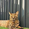 Urus participe au concours pour gagner de l'argent avec cette photo : serval, cat, wildlife, animal, feline, grass, outdoor, sunlight, relaxed, lying_down, spotted_fur, ears, face, paw, nature, pet, resting, closeup, modern_fence, daylight