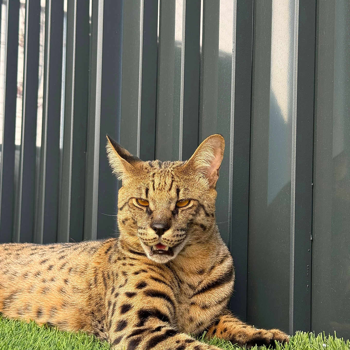 Urus participe au concours pour gagner de l'argent avec cette photo : serval, cat, wildlife, animal, feline, grass, outdoor, sunlight, relaxed, lying_down, spotted_fur, ears, face, paw, nature, pet, resting, closeup, modern_fence, daylight