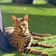 Urus a rejoint le concours — aidez-le/la à gagner de superbes lots ! serval, wild_cat, animal, feline, spotted_fur, grass, outdoor, sunlight, nature, resting, pet, ears, alert, mammal, closeup, daylight, eyes, portrait, wildlife, relaxed