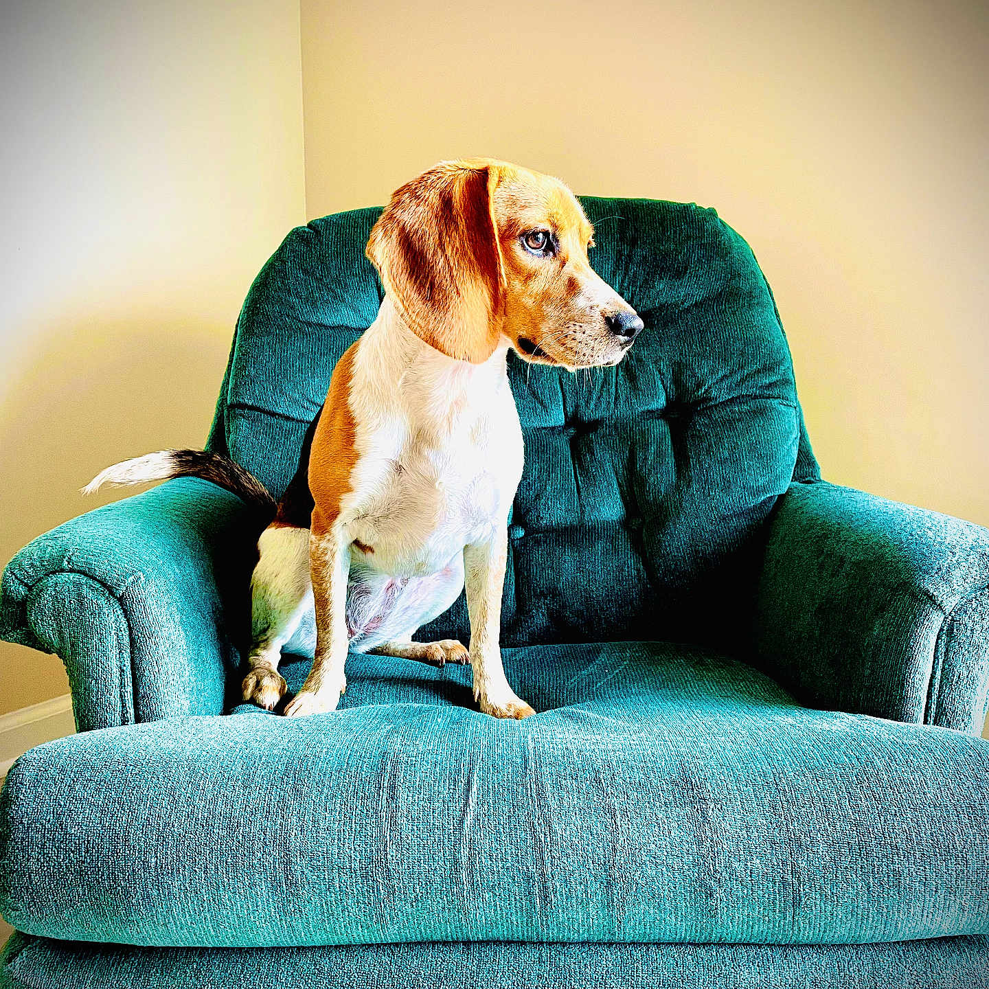 Bailey Jean joined the competition — help win amazing prizes! animal, architecture, armchair, beagle, building, canine, chair, couch, dog, furniture, hound, indoors, livingroom, pet, puppy, recliner, room