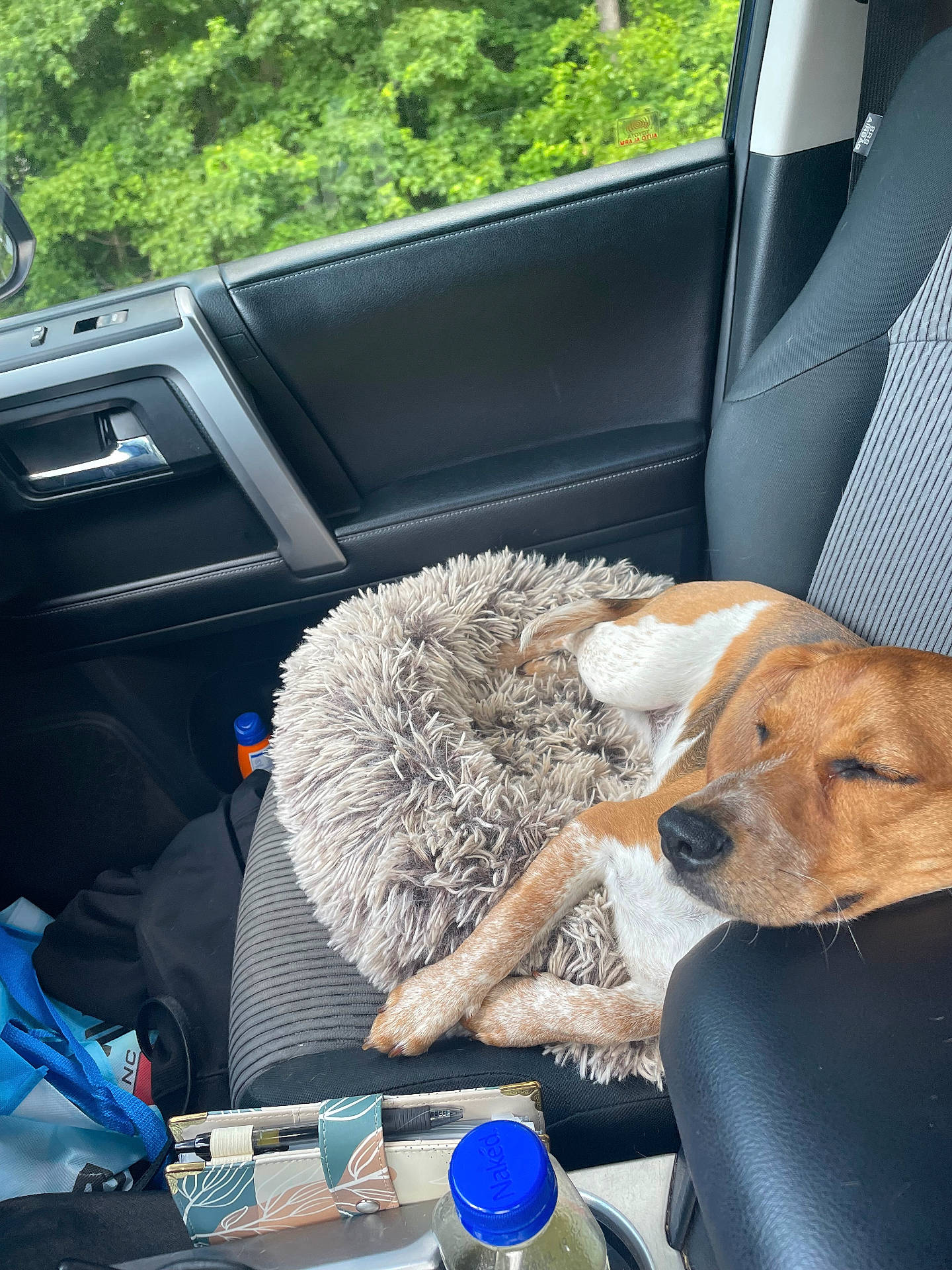 Bailey Jean is registered to the contest to win money with this photo: animal, blanket, canine, car, car_interior, carseat, cushion, dog, homedecor, hound, pet, puppy, transportation, vehicle